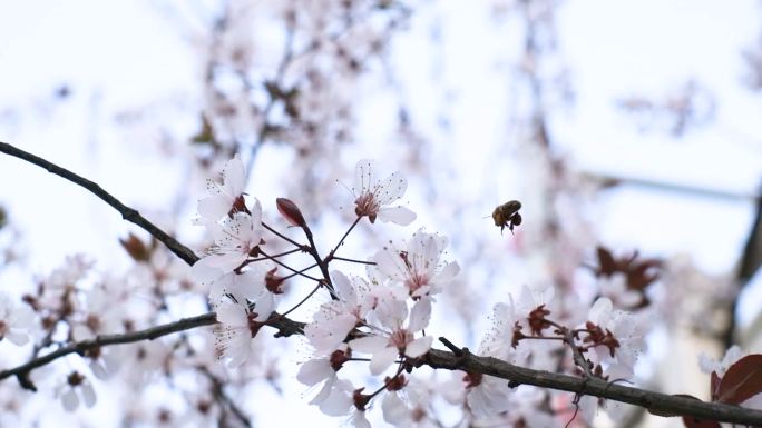春天的花开了，蜜蜂也在忙着采蜜