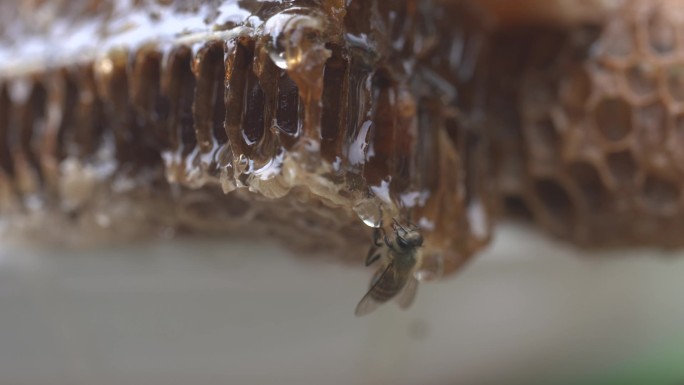 蜂巢蜜蜂蜜蜜蜂吸食