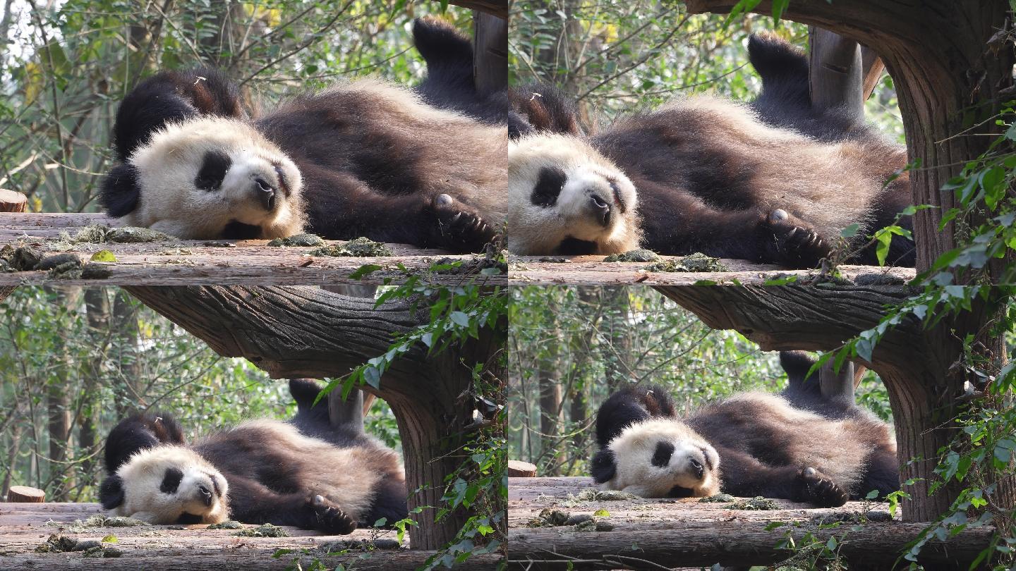 实拍四川成都大熊猫基地大熊猫各种动态