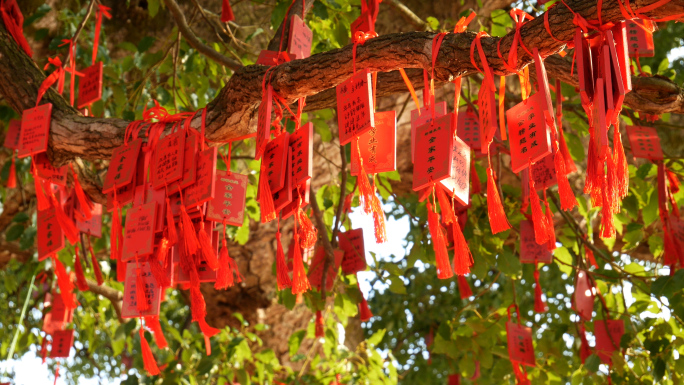 心愿 许愿树 祈福祈愿