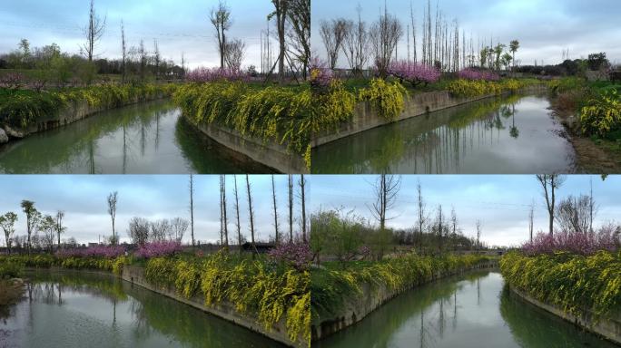 【4k】春日小河两岸迎春花和桃花美景航拍