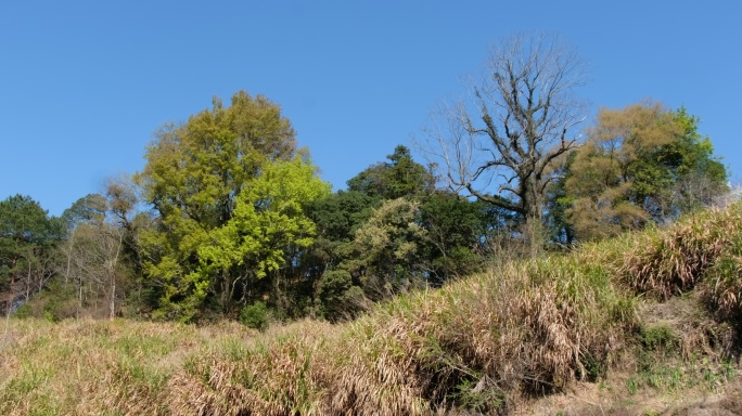 农村树林古村落古树