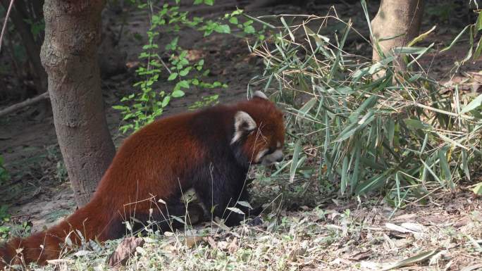 实拍动物园中的小熊猫红熊猫小浣熊