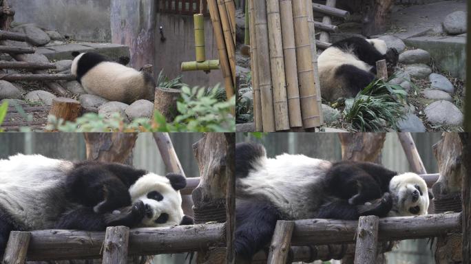 实拍四川成都大熊猫基地大熊猫各种动态