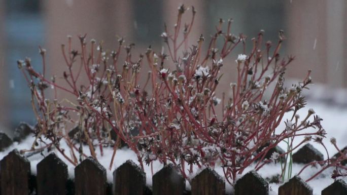 实拍各种下雪场景升格慢动作1080