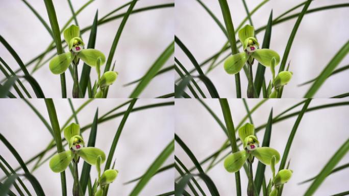 中国传统名花兰花特写