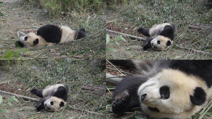 实拍大熊猫基地里的大熊猫睡觉