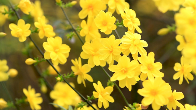 迎春花春天花开初春黄花春暖花开黄色迎春花