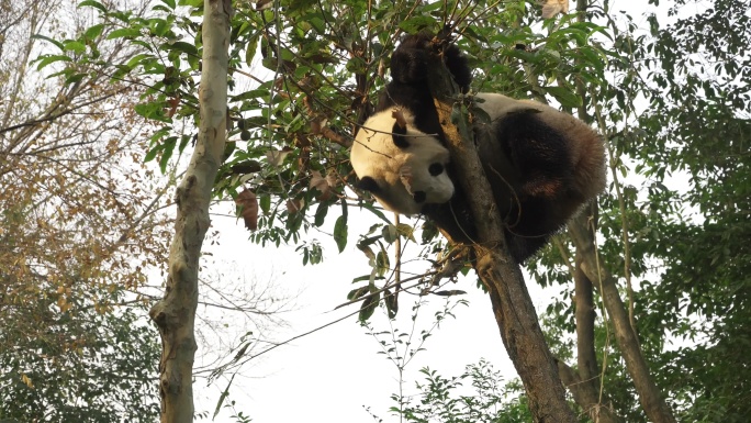 实拍四川成都大熊猫基地大熊猫爬树