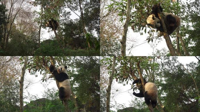 实拍四川成都大熊猫基地大熊猫爬树