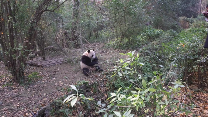 动物园里大熊猫走路吃竹子动态