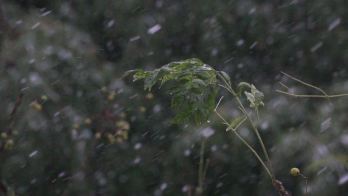 暴风雪中的树叶升格慢动作