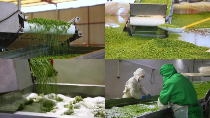 绿豆清洗加工生产