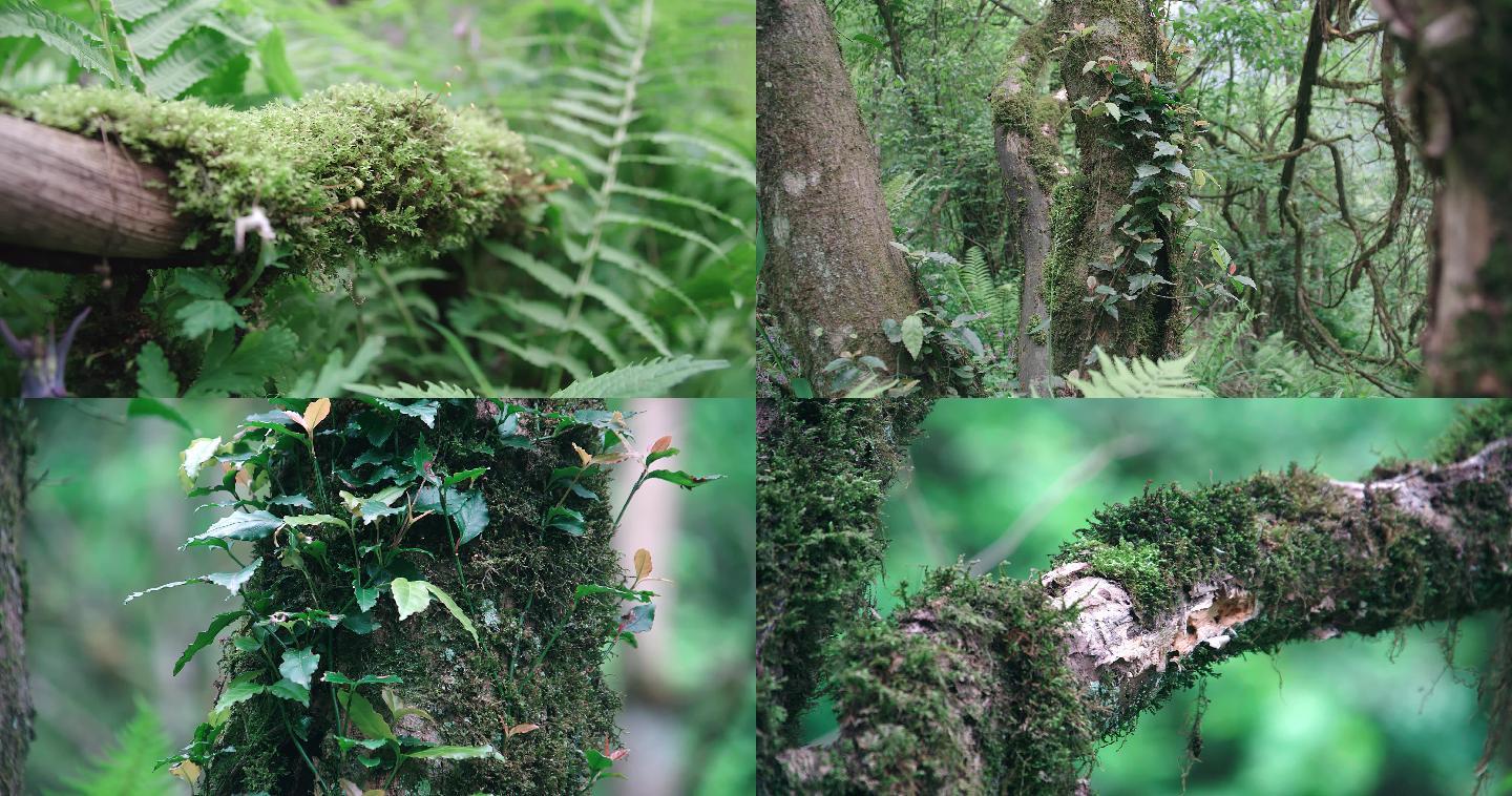 【4k】原始森林秘境小景拍摄