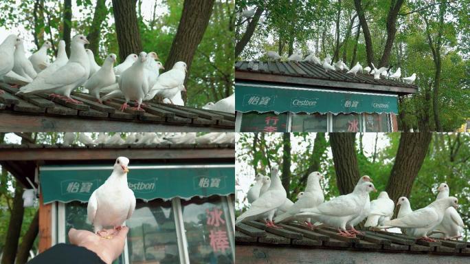 【4K视频】广场喂和平鸽