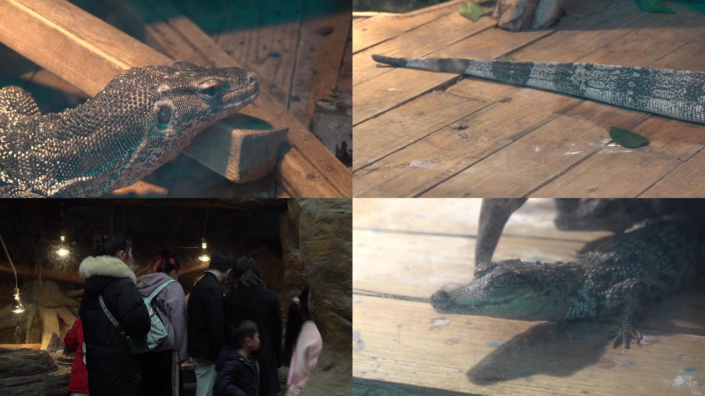 【4K视频】动物园爬行馆