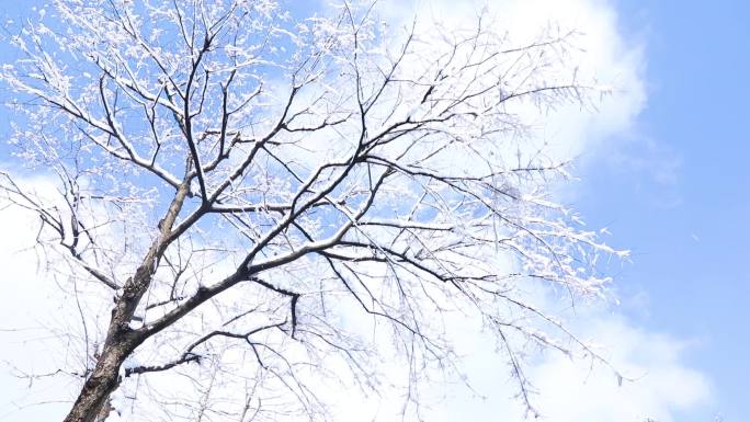 美景白雪皑皑大森林意境雪景意境雪景