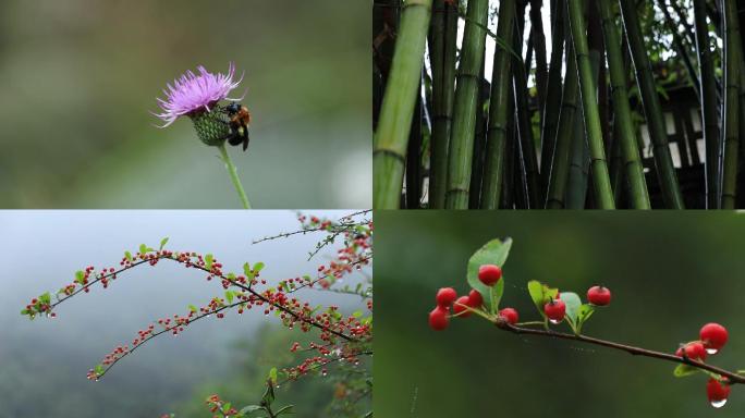 自然花草植物绿植花雨后花草惊蛰