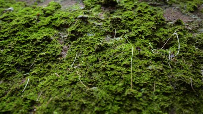 苔藓青苔森林雨林绿色