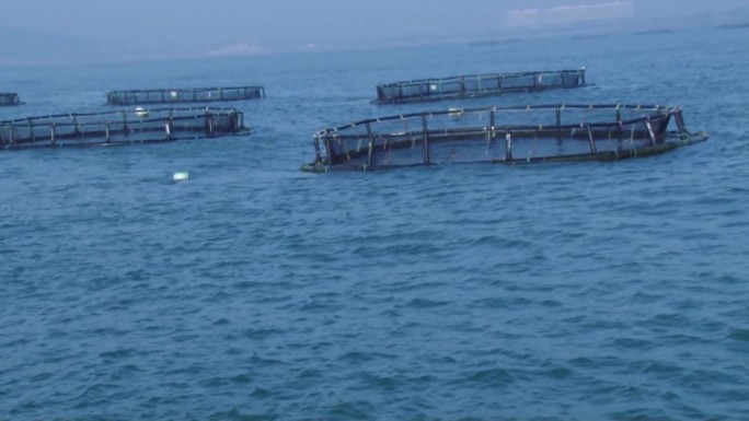 网箱海洋牧场网箱养殖海水养殖