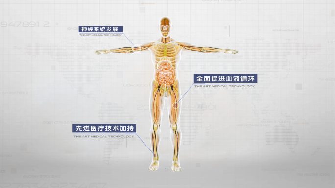 人体身体器官系统说明医学动画