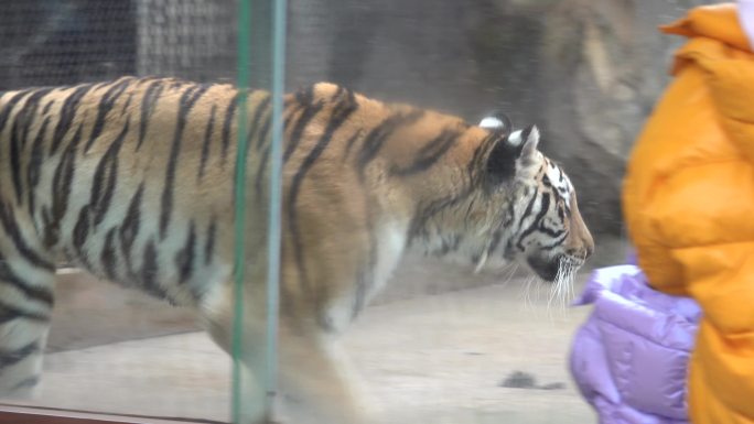 【4K视频】动物园老虎