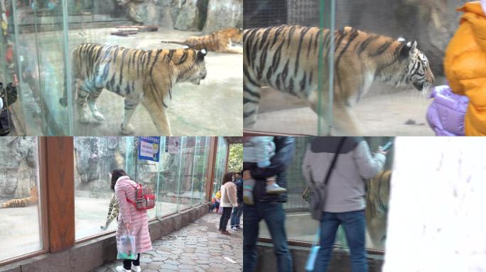 【4K视频】动物园老虎