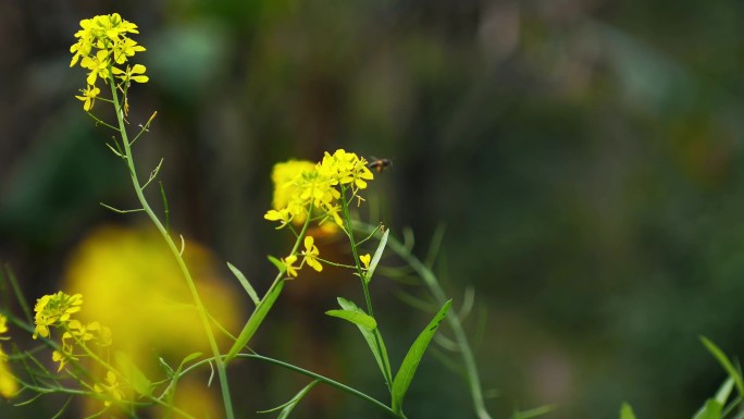 蜜蜂采花