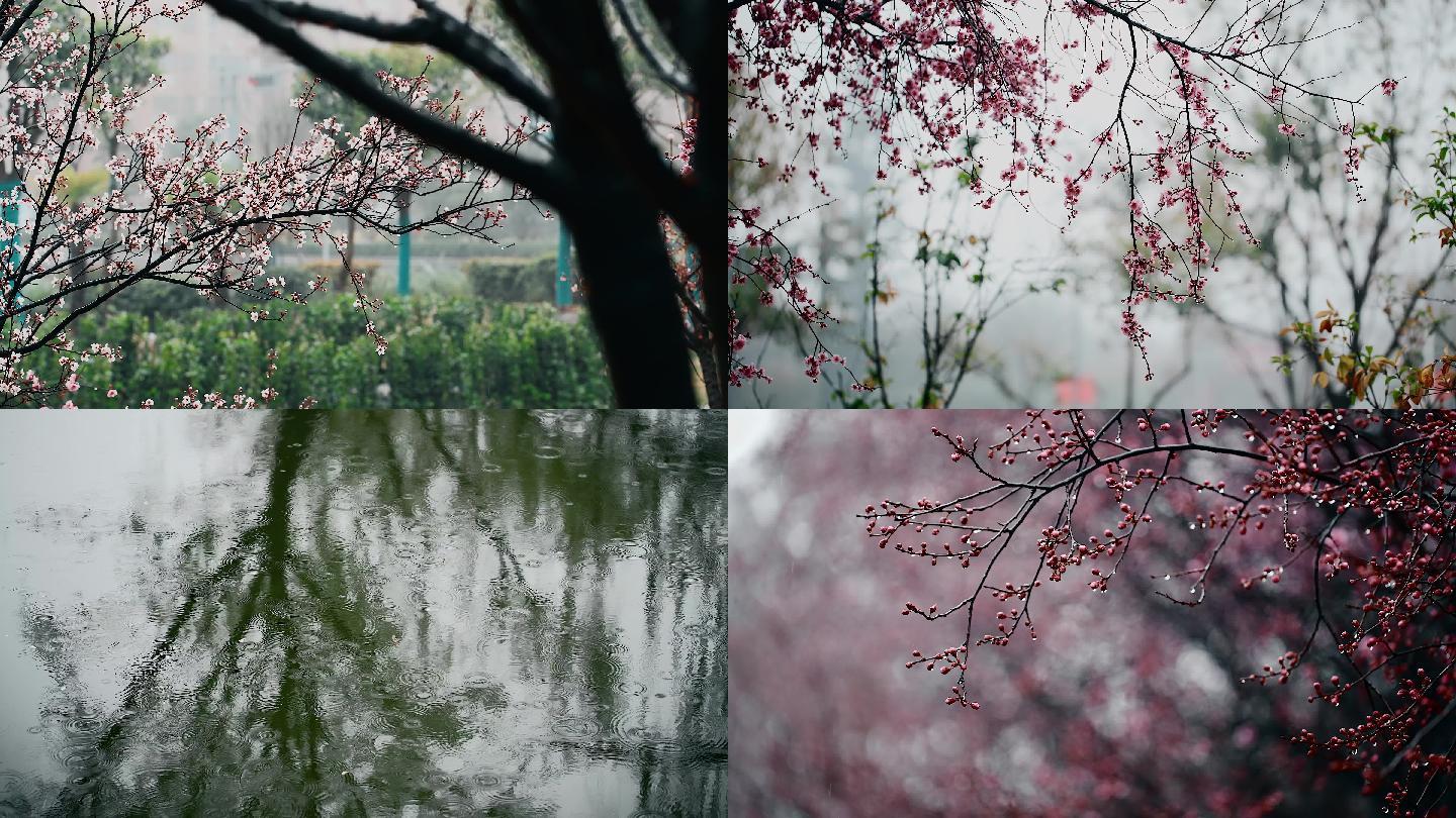 春雨小景4K