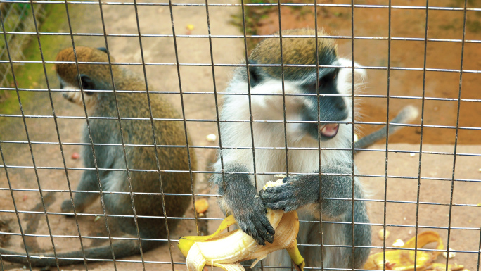 【4K视频】动物园猴子吃香蕉