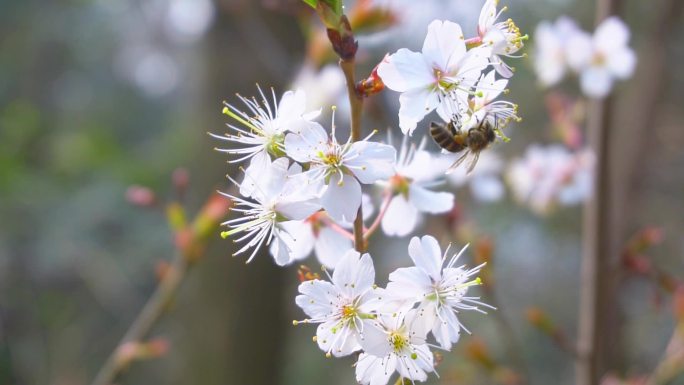 春天山桃花开放蜜蜂采蜜升格