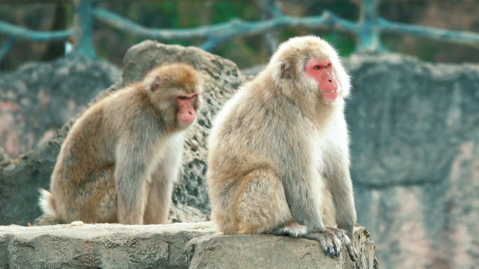 【4K视频】动物园猴子