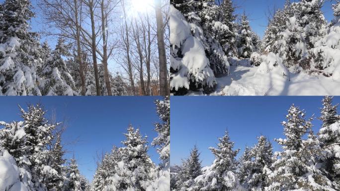 东北森林松树雪景