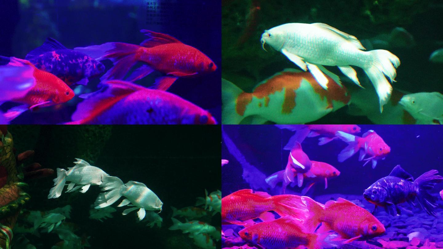 【4K视频】动物园水族馆