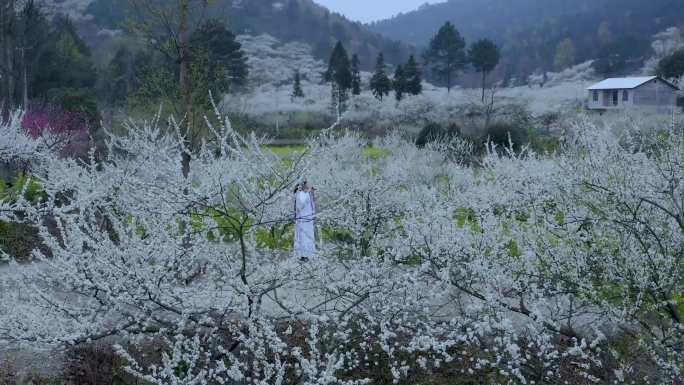 李花盛开素材