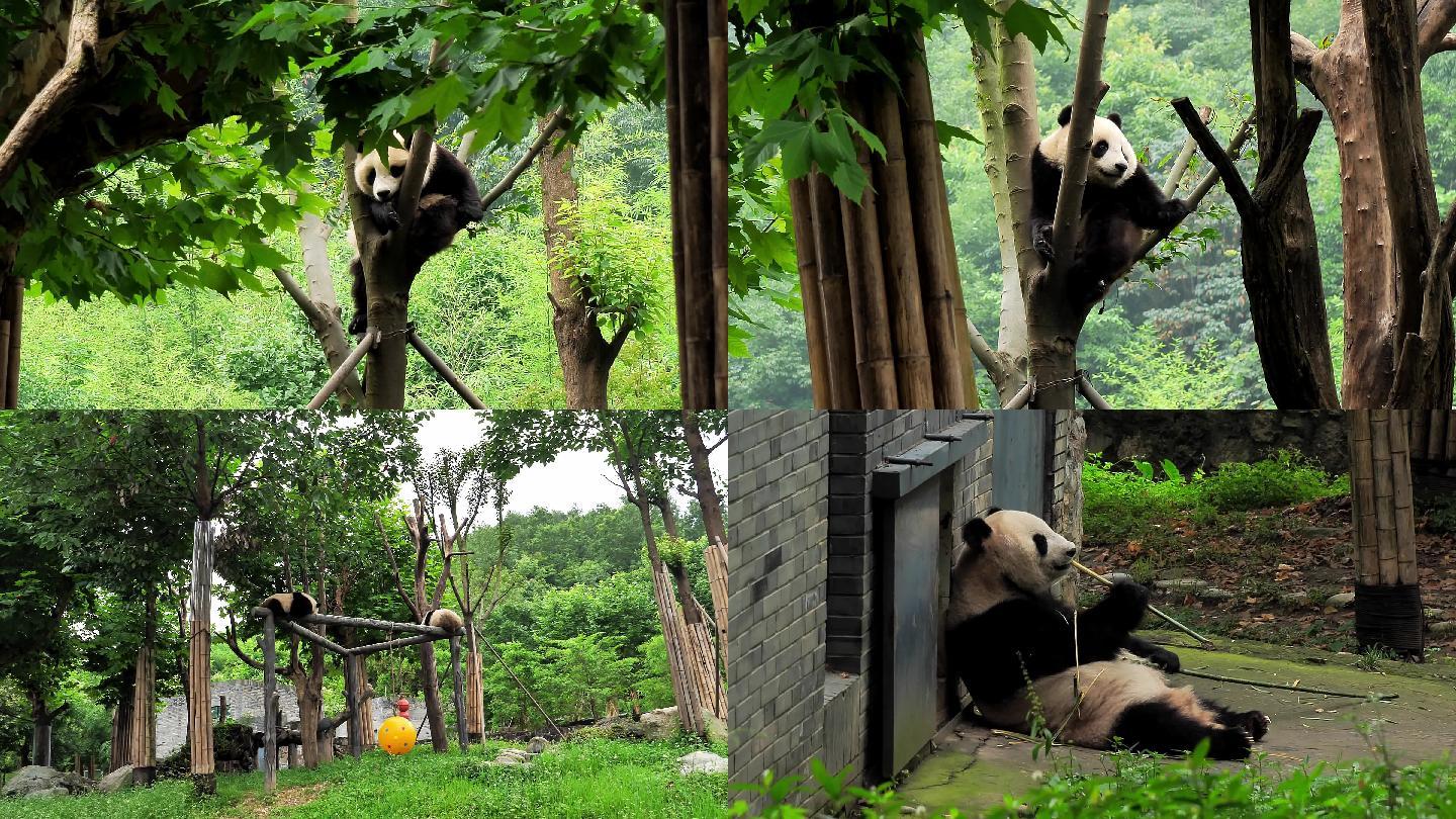 大熊猫各种画面