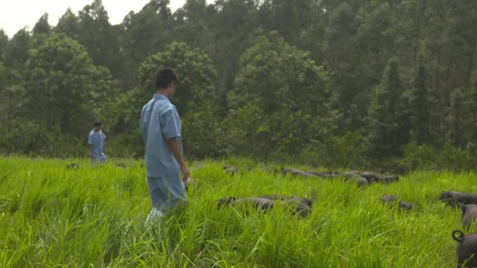 黑猪高清拍摄原始视频