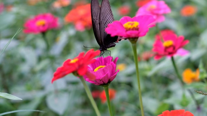 蝴蝶花采蜜大自然生态