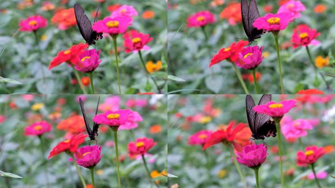 蝴蝶花采蜜大自然生态