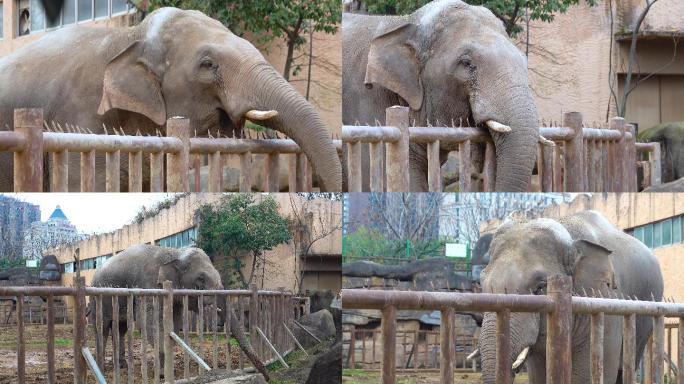 【4K视频】动物园大象