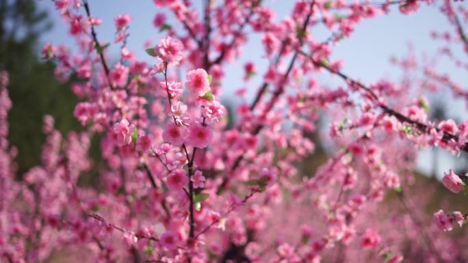 4K桃花桃花林汉服