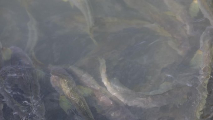 水面鱼群海水