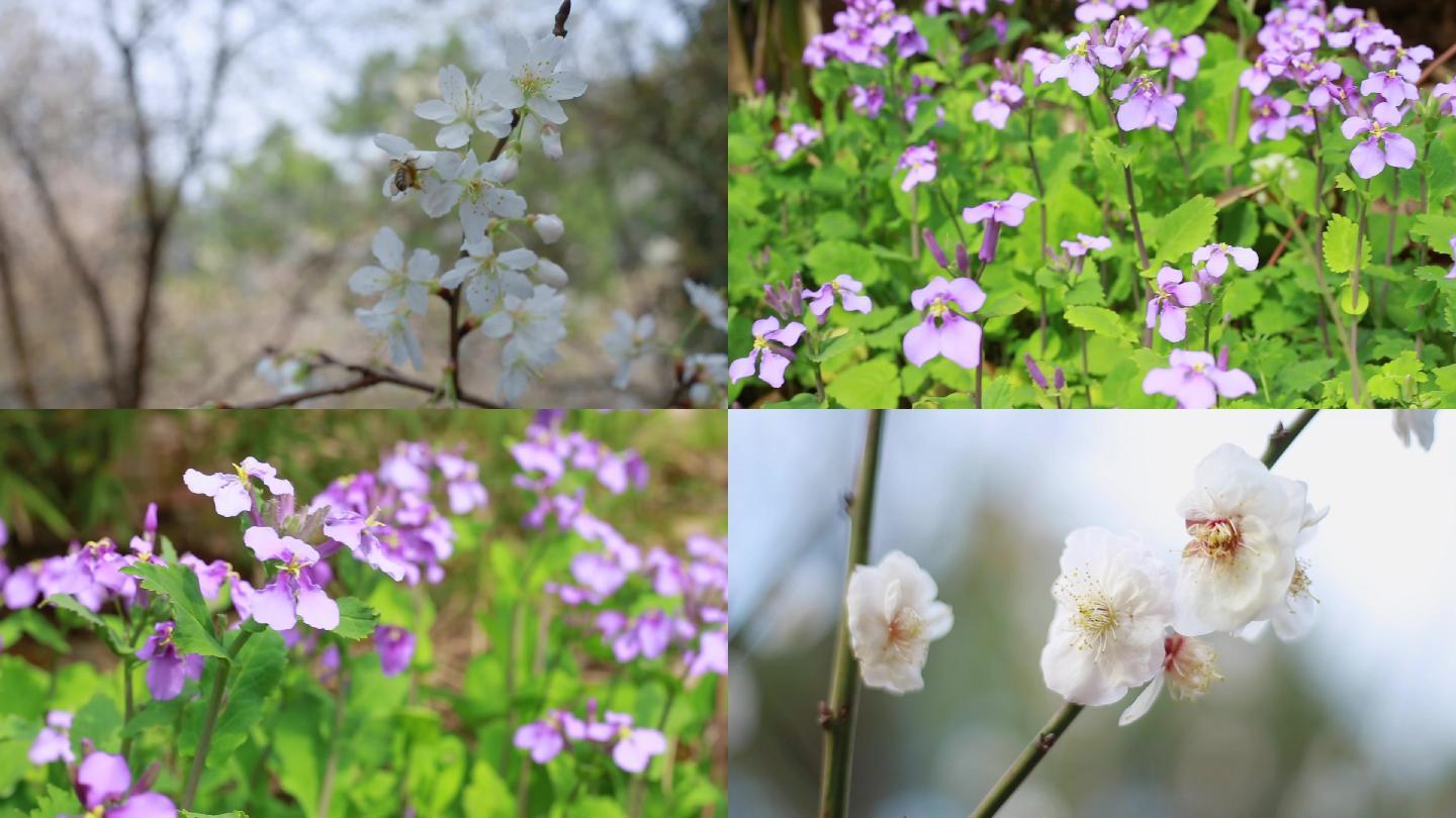 春天公园鲜花梅花樱花