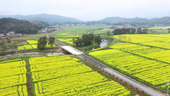 高清航拍农村油菜花田