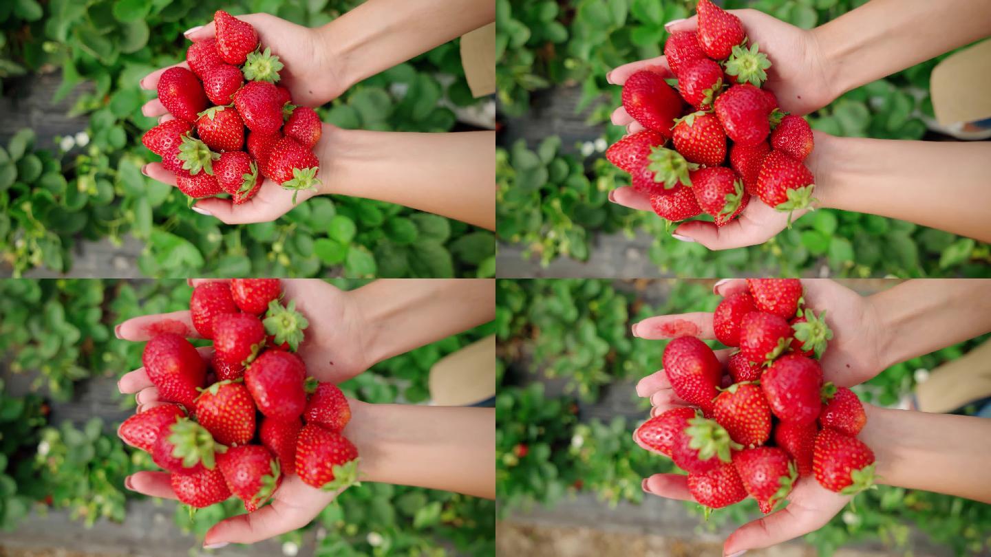 4K摘草莓草莓园双手捧新鲜草莓