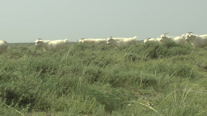 草原 清晨 羊群 绿草 山羊