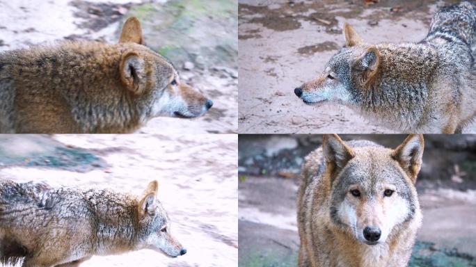 【4K视频】动物园狼