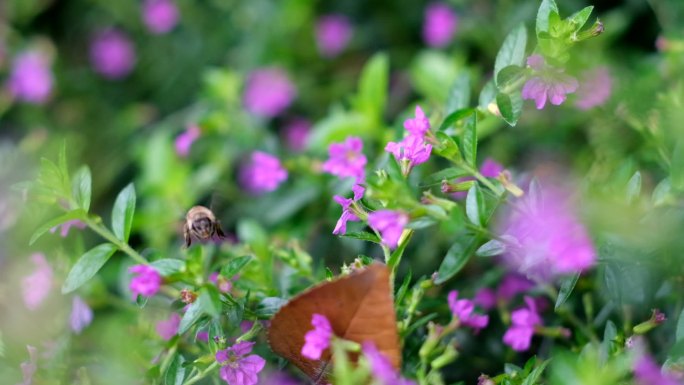 蜜蜂花采蜜大自然生态