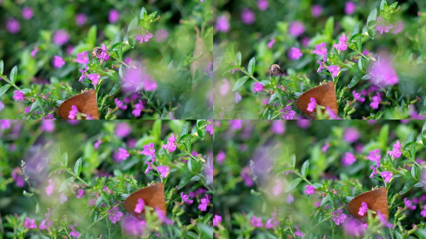 蜜蜂花采蜜大自然生态