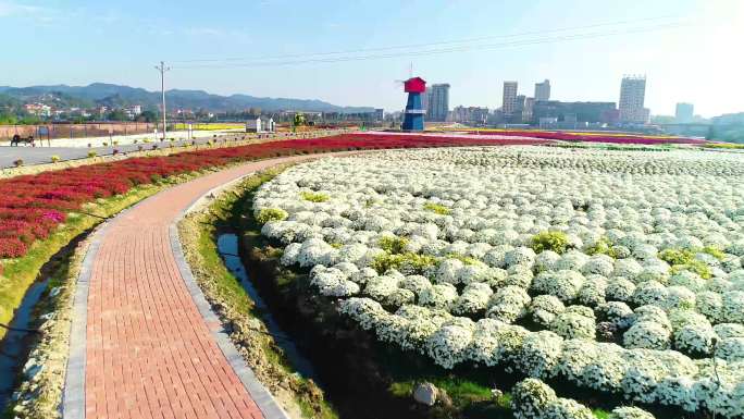 临湘菊花文化节